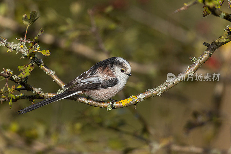 长尾山雀(Aegithalos caudatus)